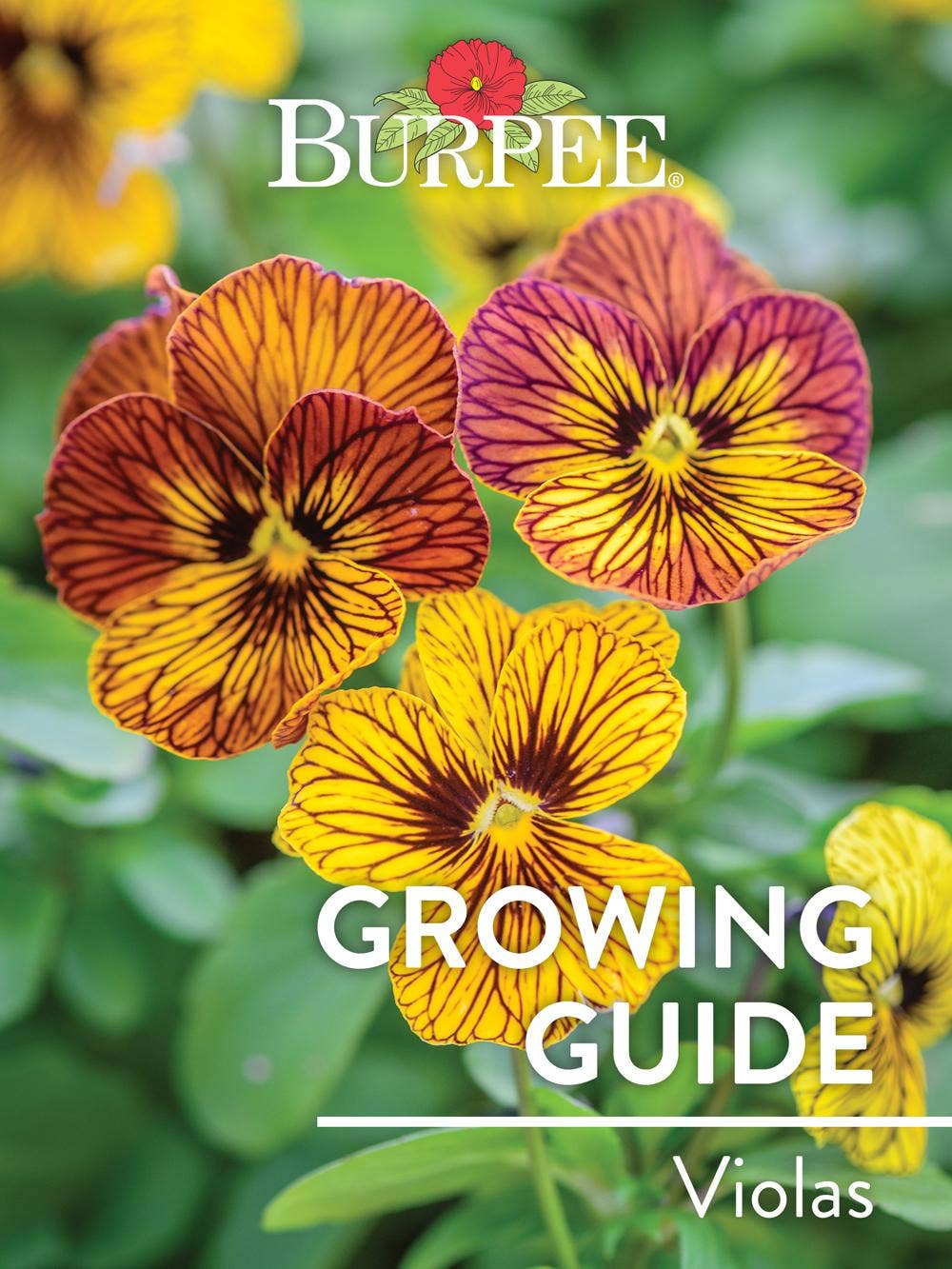 Learn About Violas