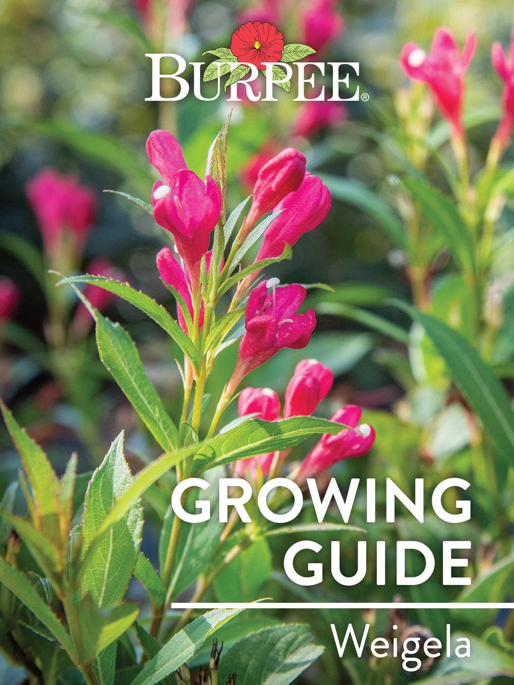 Learn About Weigela