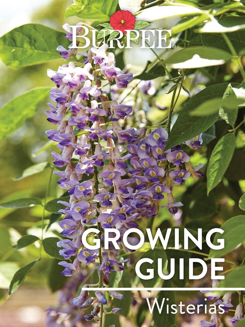 Wistera plant