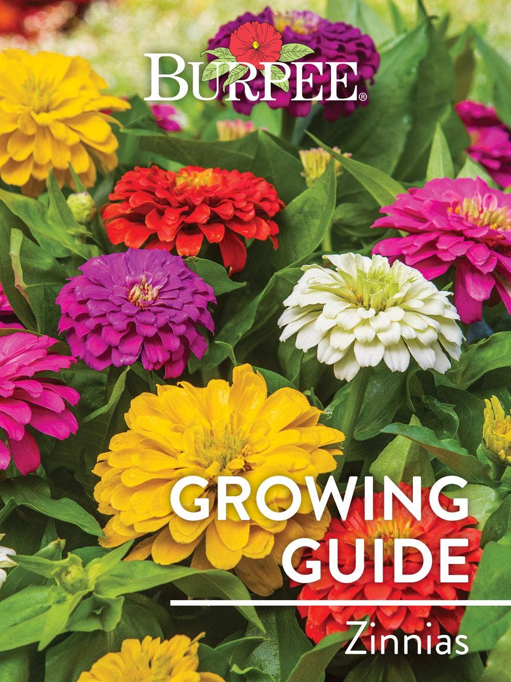 Learn About Zinnias