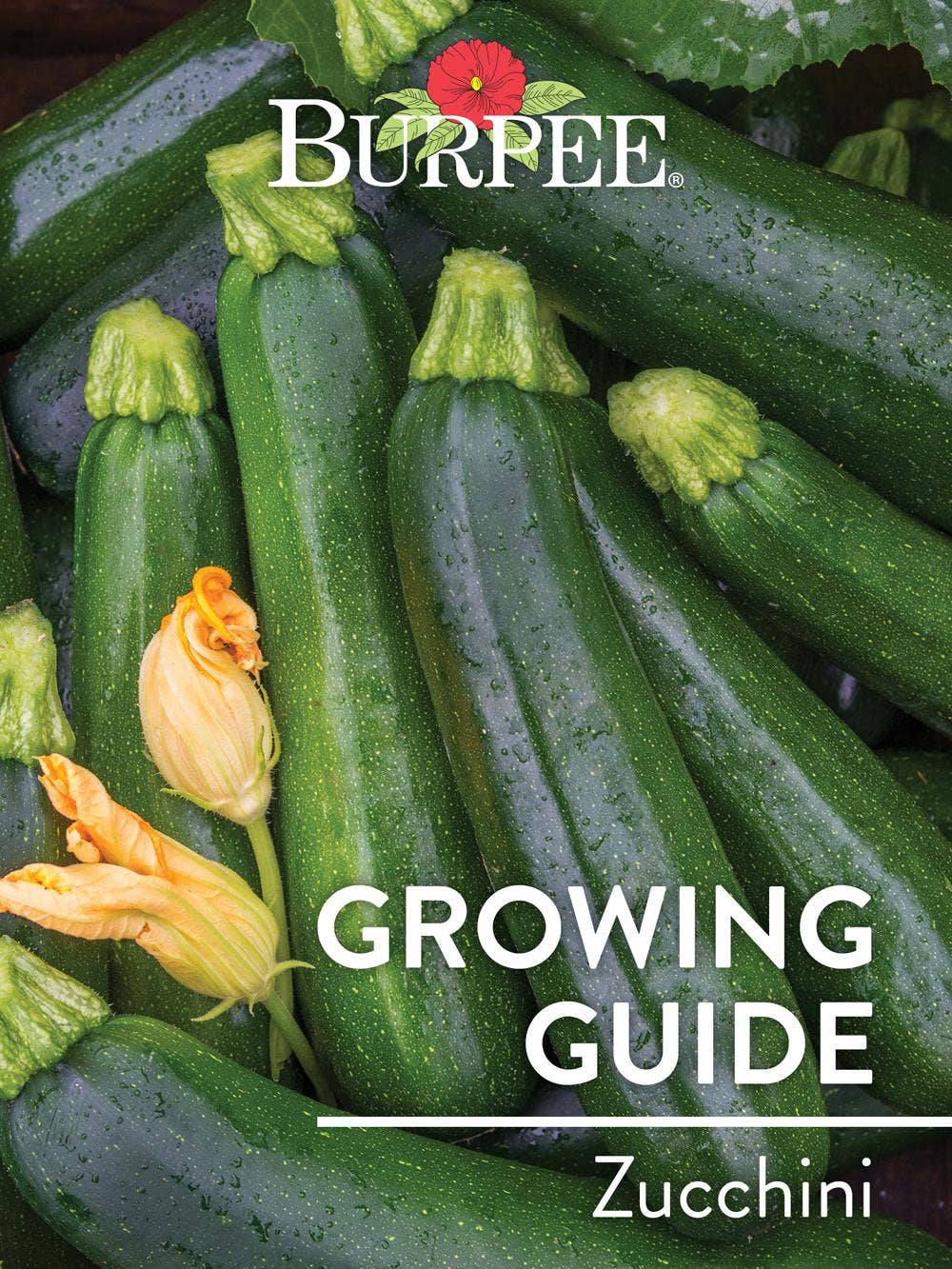 Learn About Zucchini