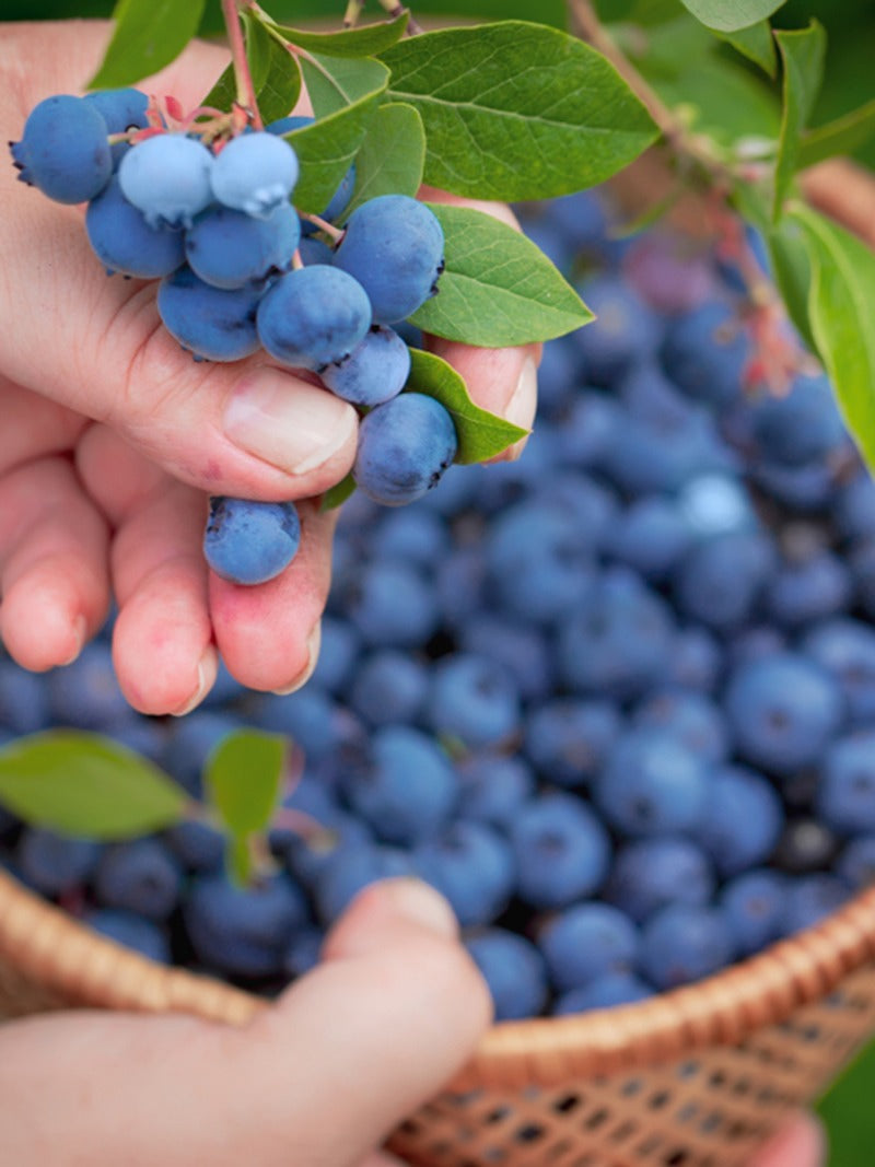 Close up image of ripe blueberries on a blueberry bush - Burpee Seeds