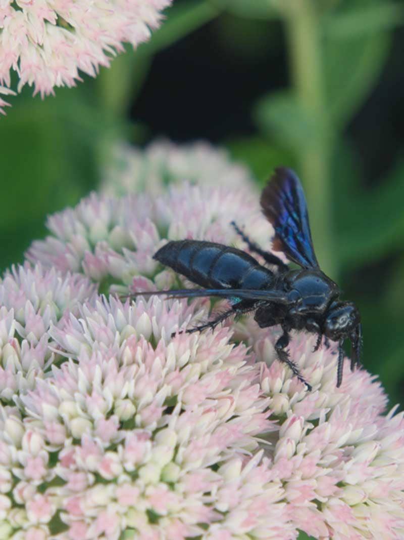A great black wasp on a flower.