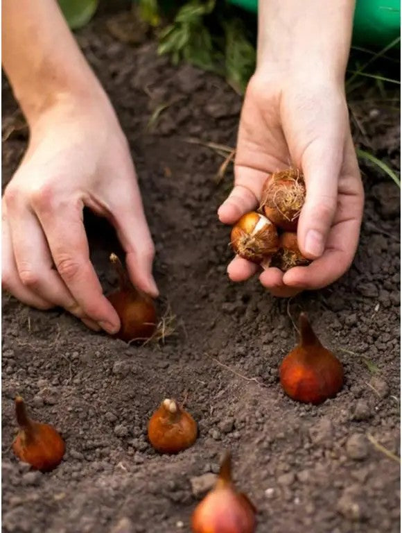 Bulbs being planted.