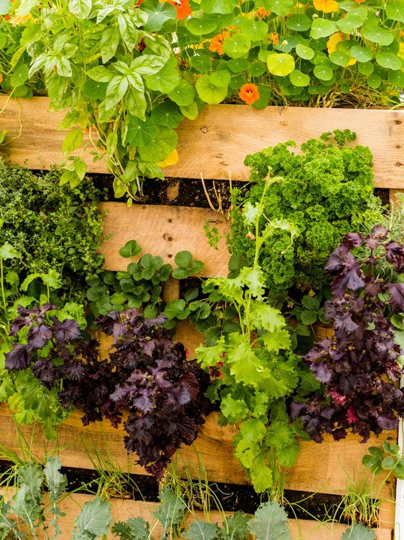 An outdoor vertical garden.