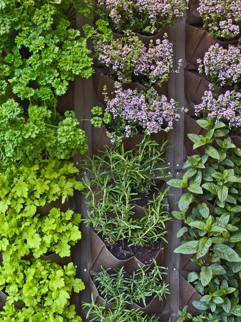 A vertical herb garden.
