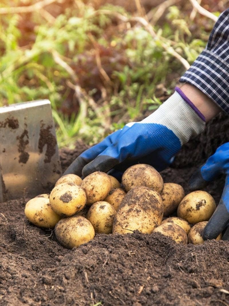 Gardener harvesting potatoes
