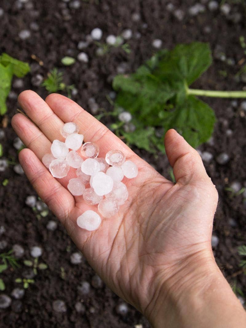Plants with hail damage and a hand holding hailstones.