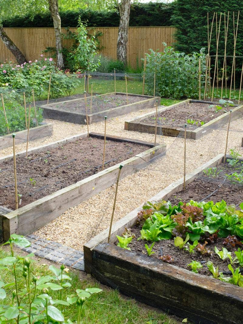 A raised bed garden with flowers and vegetables.