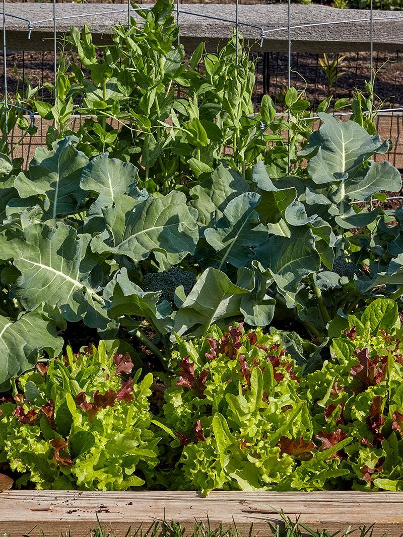 Cabbage, lettuce, and peas