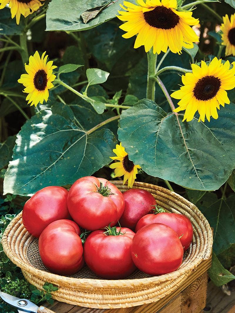 How to Grow Vegetables and Flowers Together