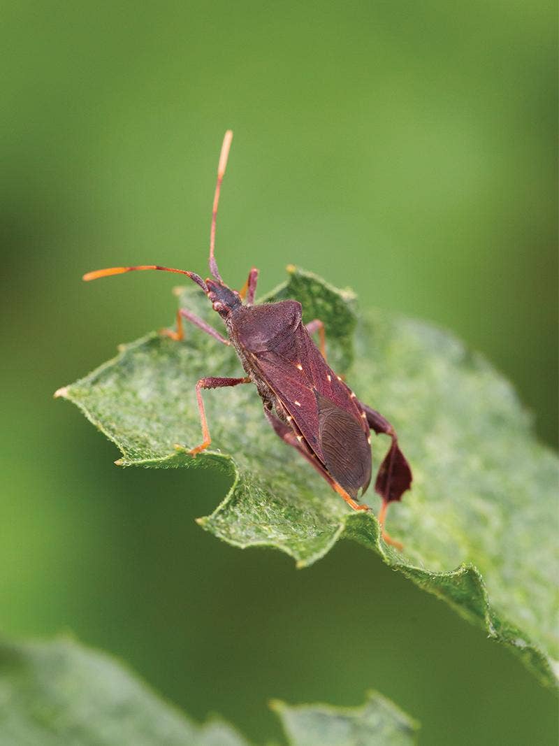 How to Prevent Pests in the Garden