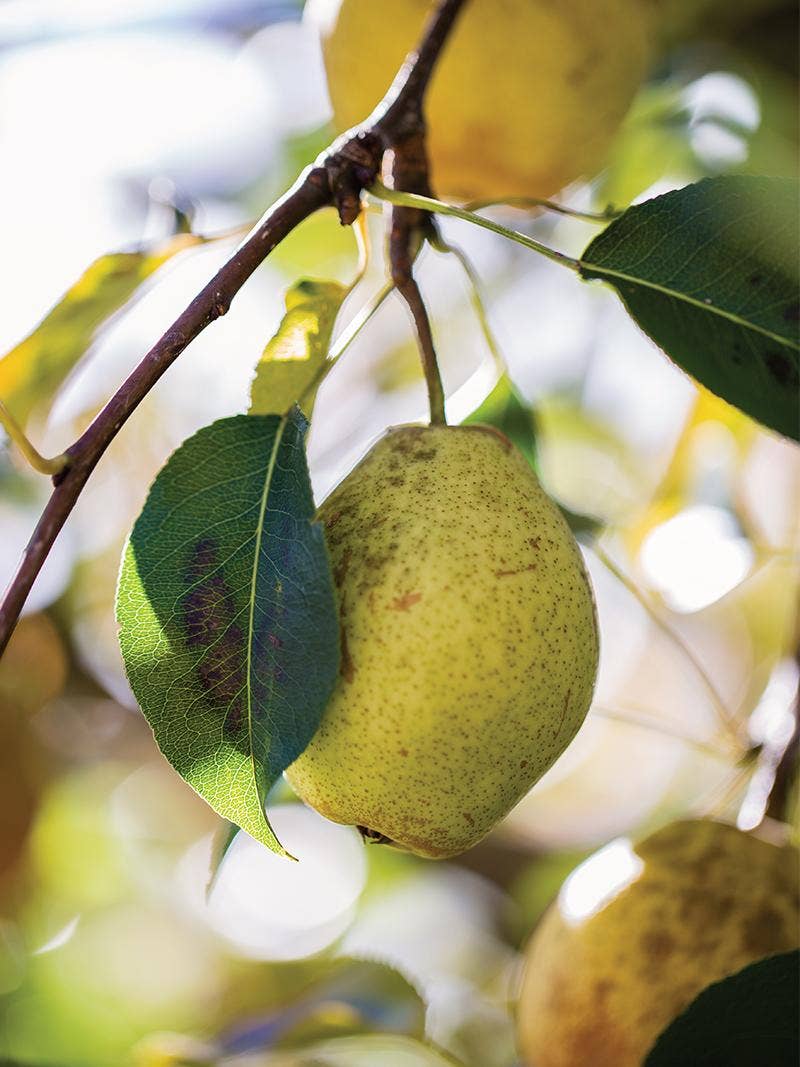 Fruit Trees to Plant in the Spring