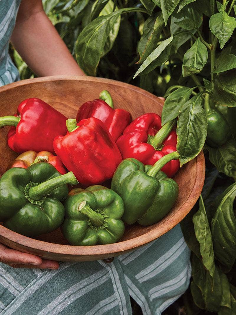 The Procrastinator’s Guide to Growing a Summer Garden