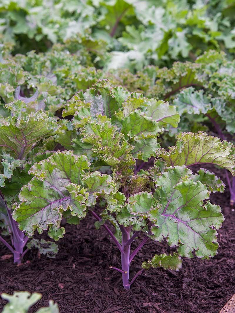 Everything You Need to Know About Cole Crops