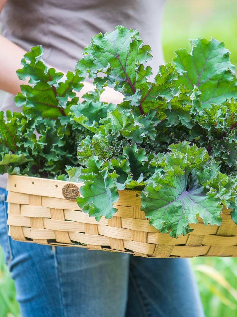 When to Plant Kale: Your Comprehensive Kale Planting and Care Guide