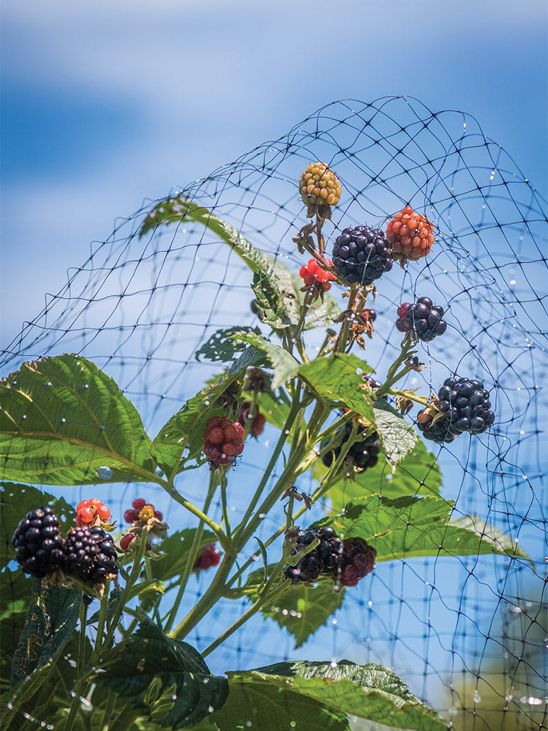 How to Keep Animals Out of a Vegetable Garden
