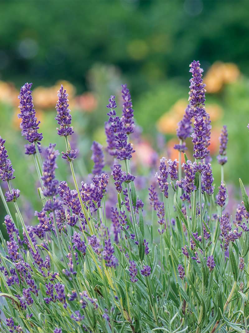 'Forever Blue' lavender plant