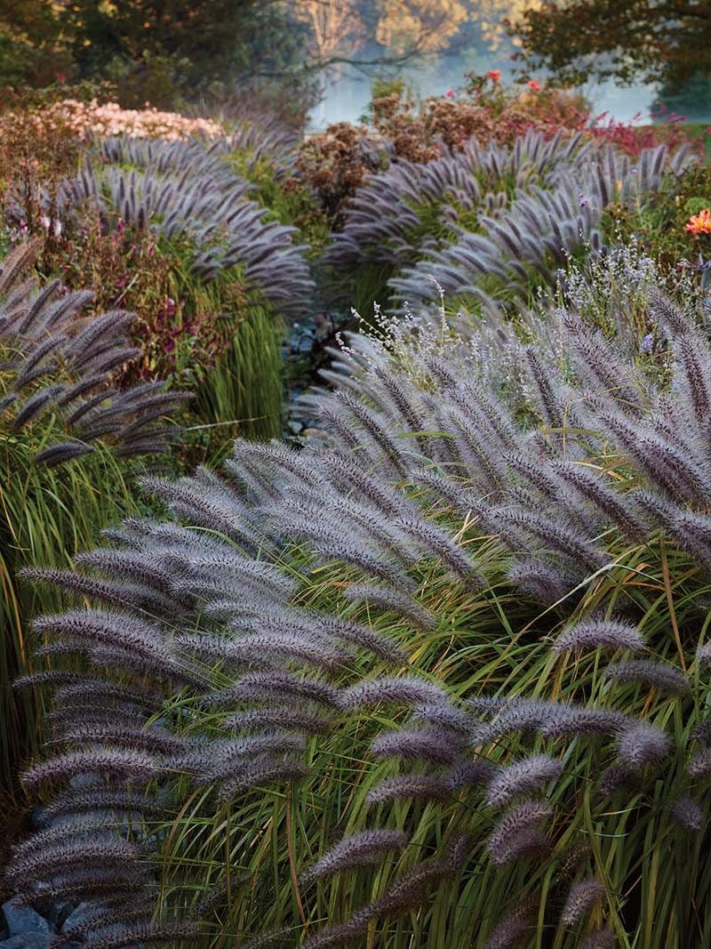 A Guide to Planting Ornamental Grasses