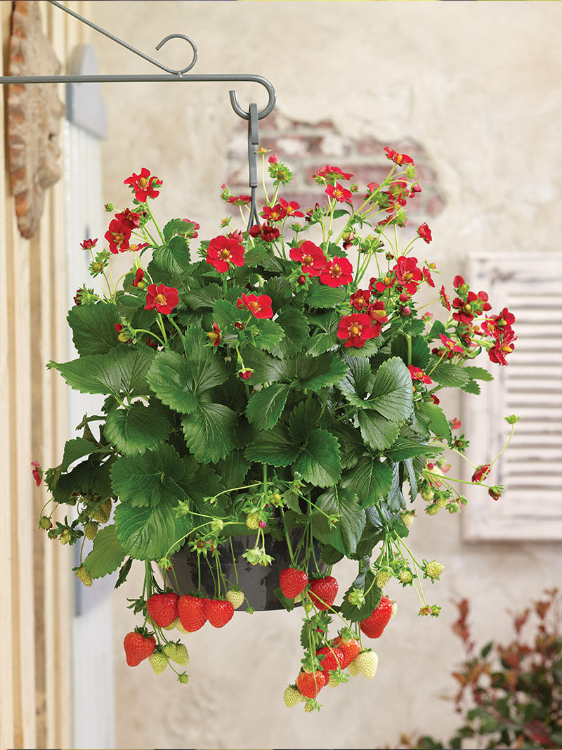 Growing Strawberries in Hanging Containers: The Ultimate Guide
