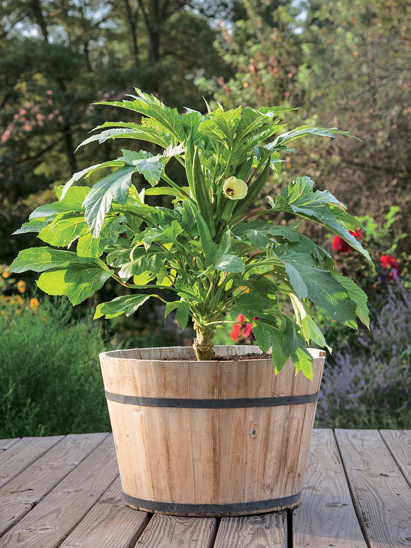Growing Okra in Containers