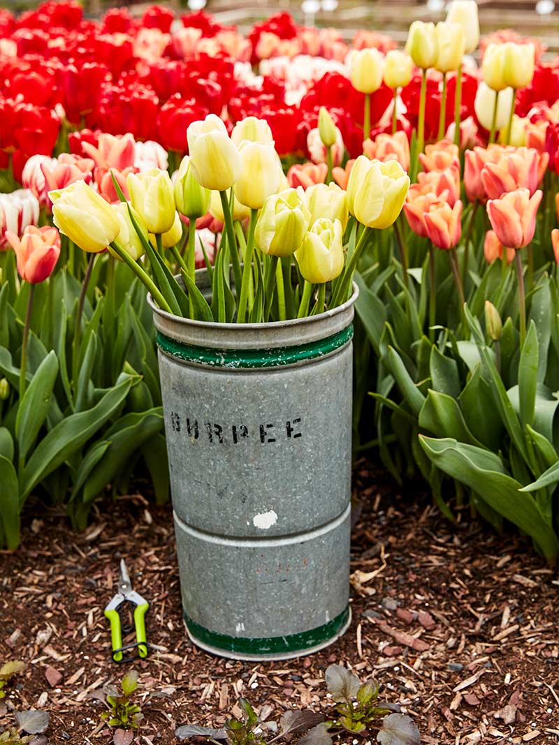 How and When to Divide Bulbs