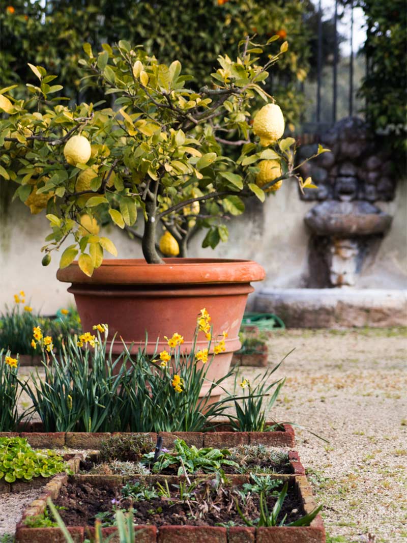 Common Lemon Tree Troubleshooting