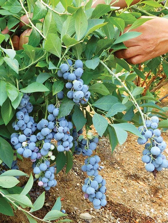 A gardener pruning a blueberry bush.