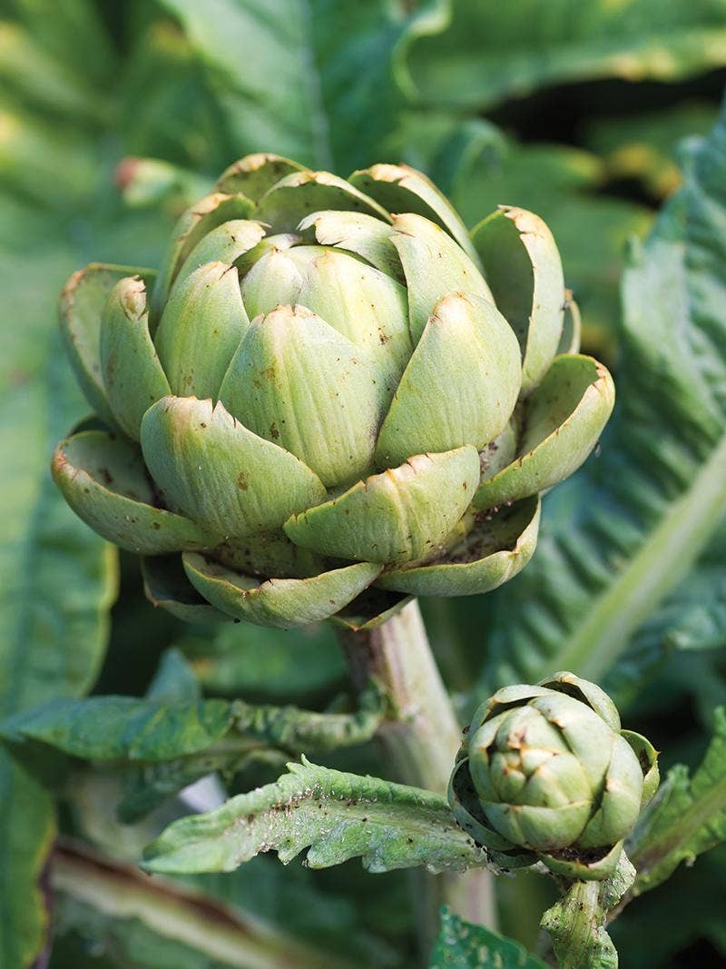 All About Artichokes