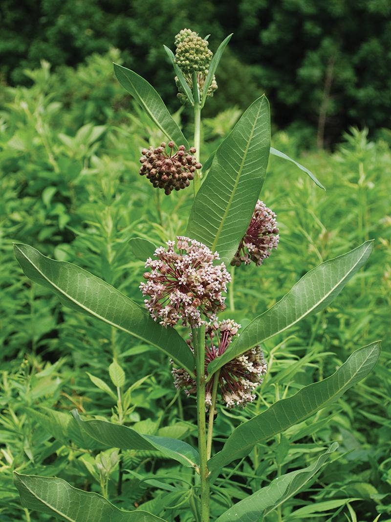 Butterfly Milkweed