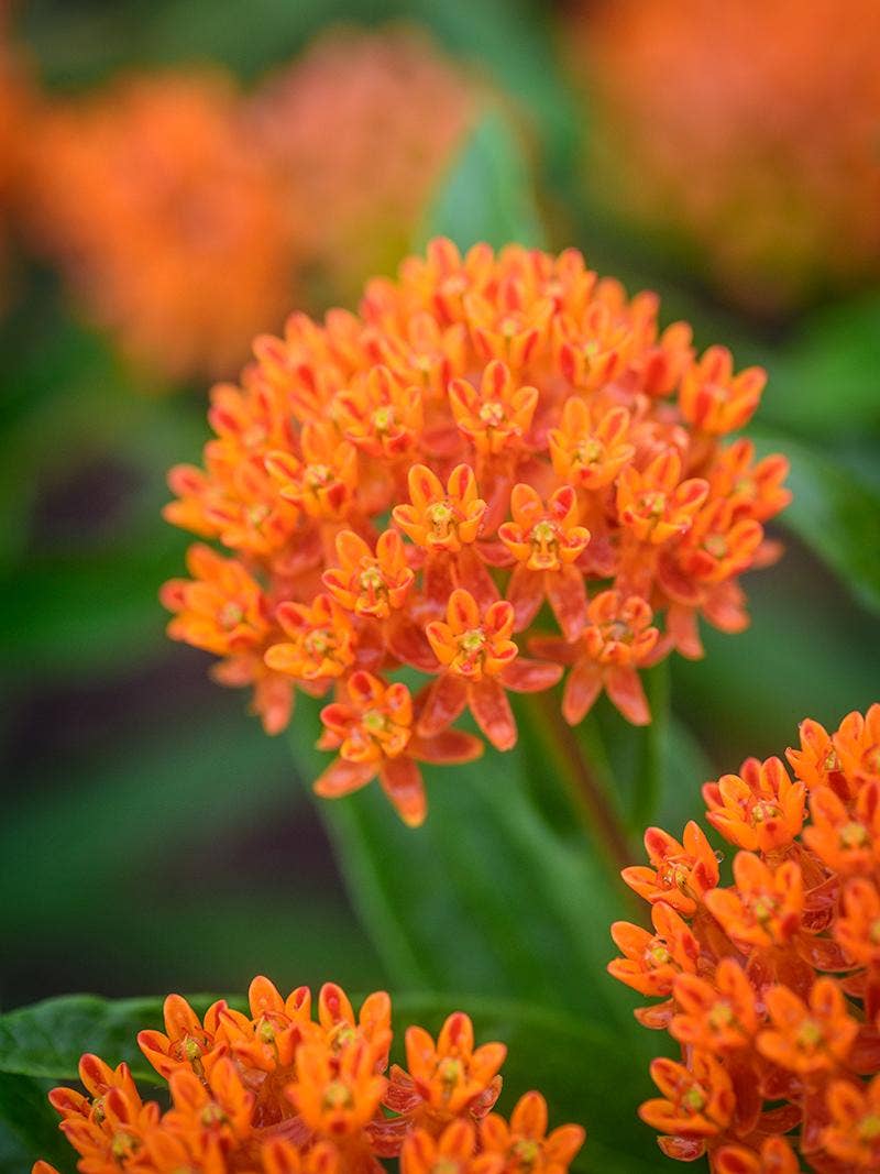 How to grow perennial flowers