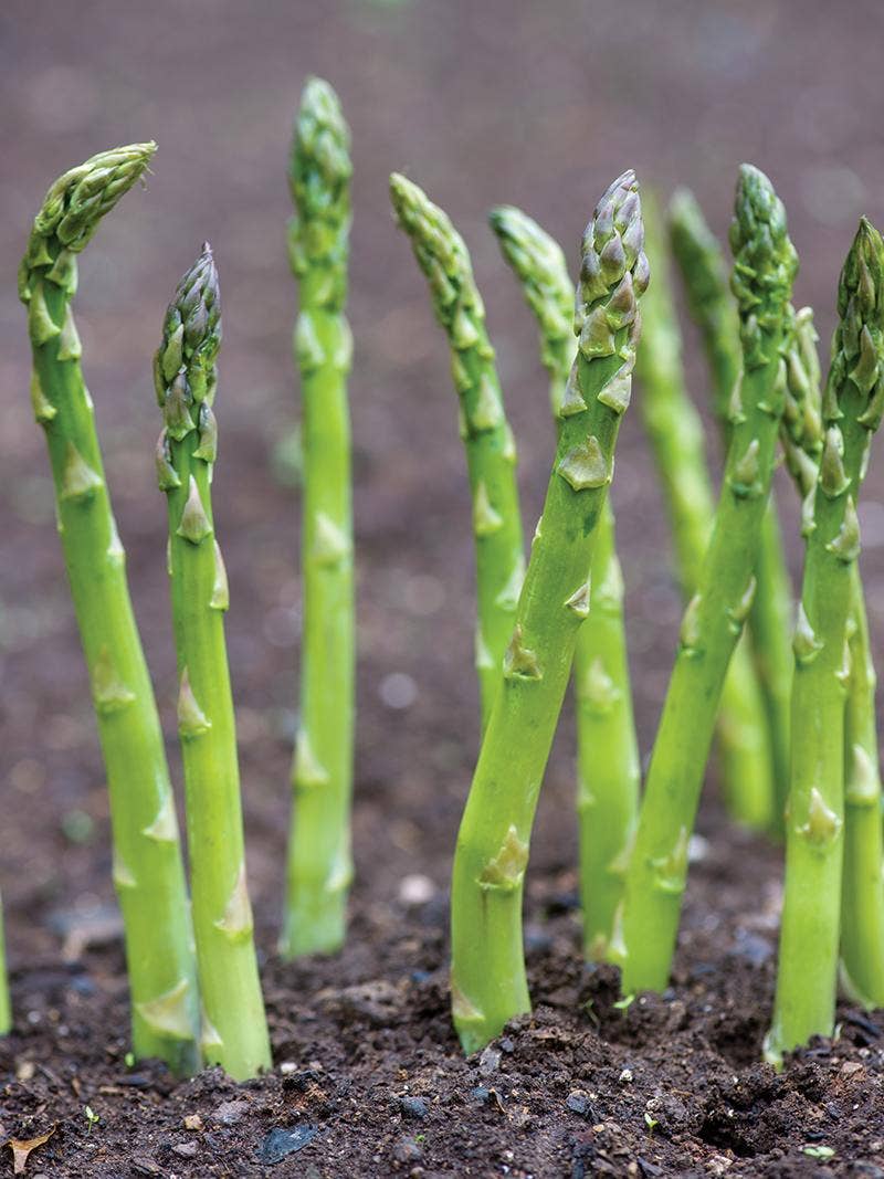Asparagus growing in the garden.