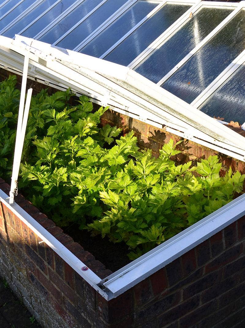 A cold frame filled with plants.