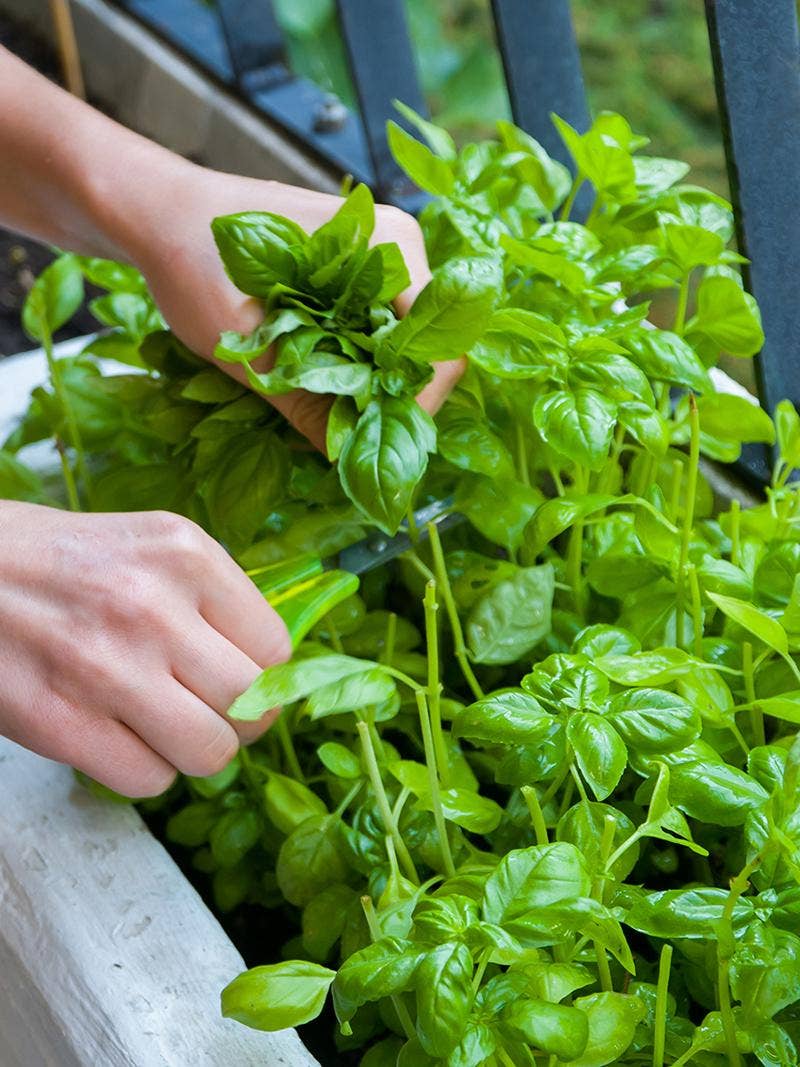 How to Grow Basil and Utilize it in Cooking