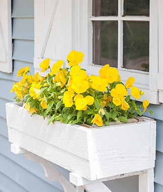 Window Boxes for All Seasons