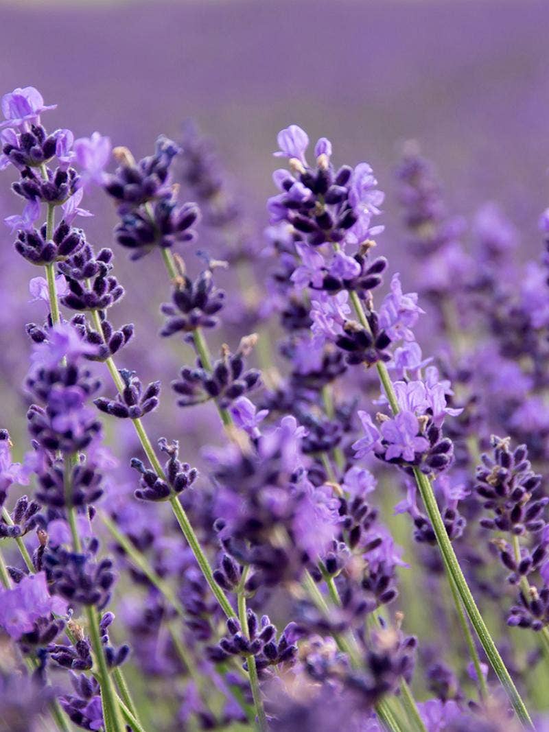 How To Grow Lavender From Seed