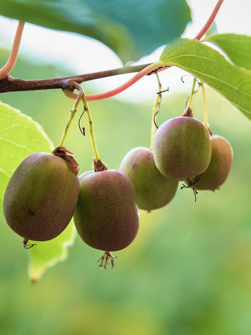 Growing Hardy Kiwi