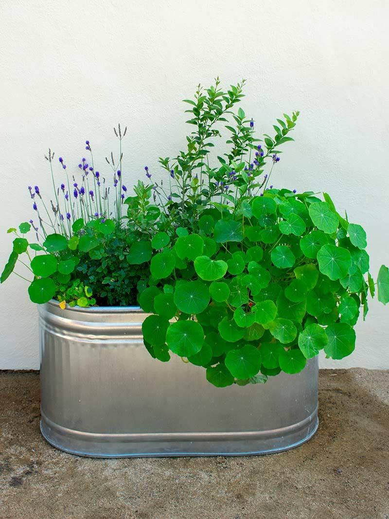 5 Unique Container Gardening Ideas to Fit a Smaller Space 