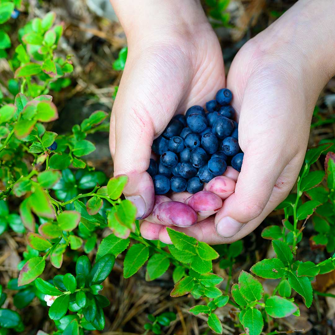 How To Grow Blueberry Plants
