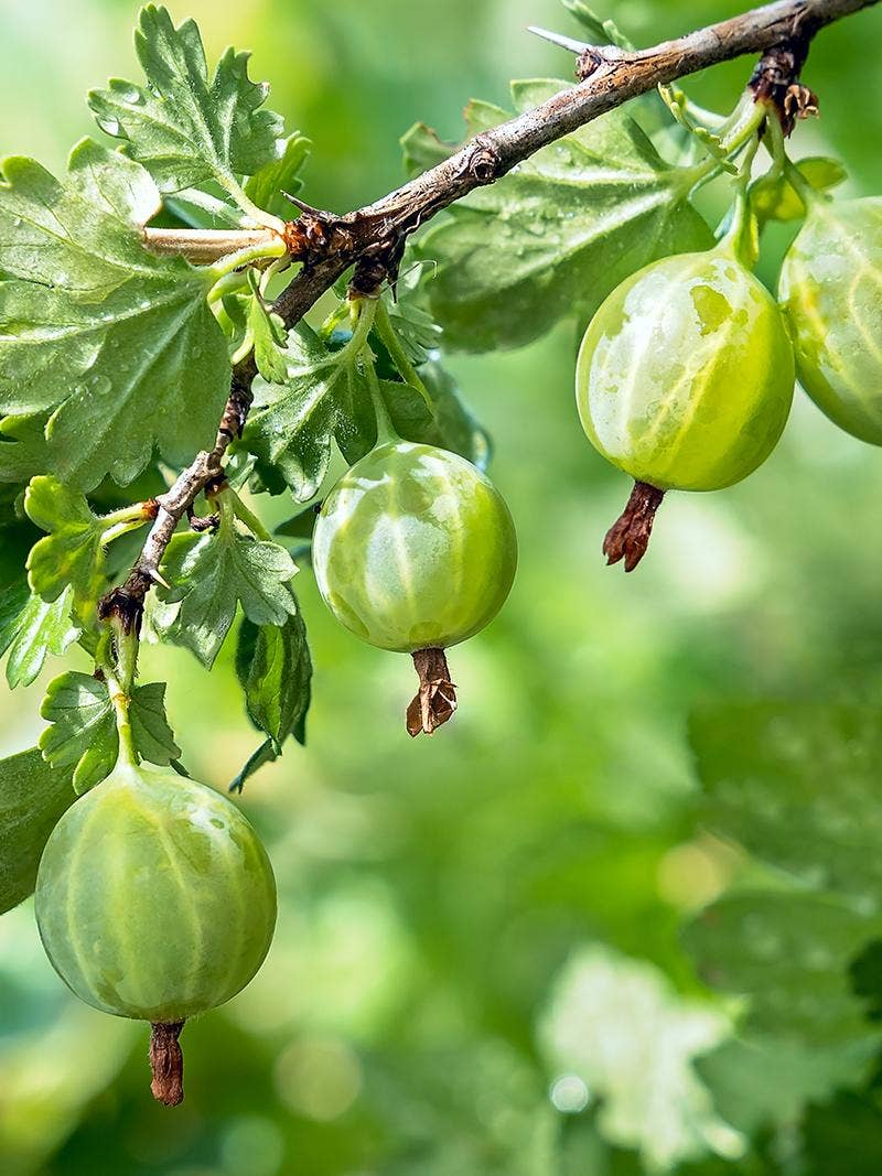 Gooseberries