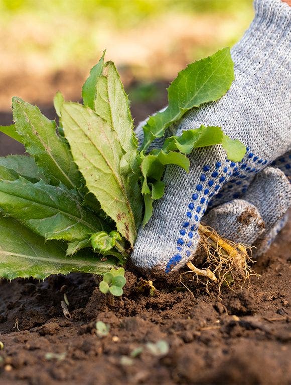 removing weeds from garden