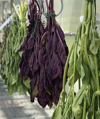 Give Herbs A New Life