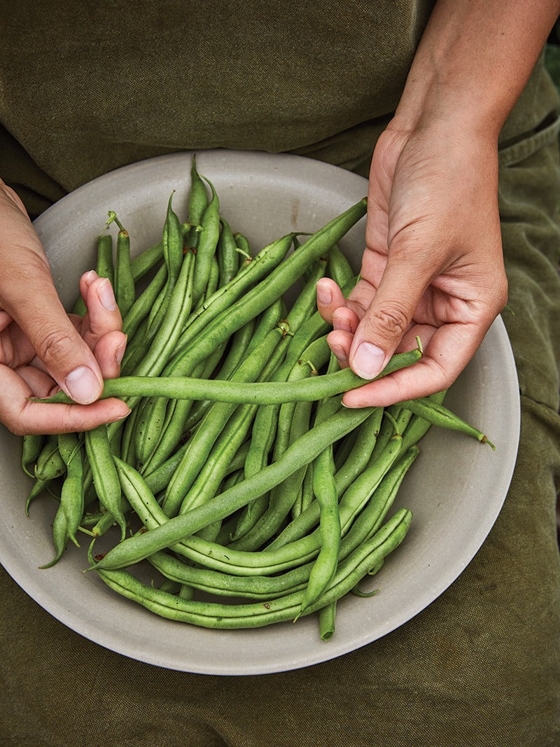 Growing Beans - Pole or Bush