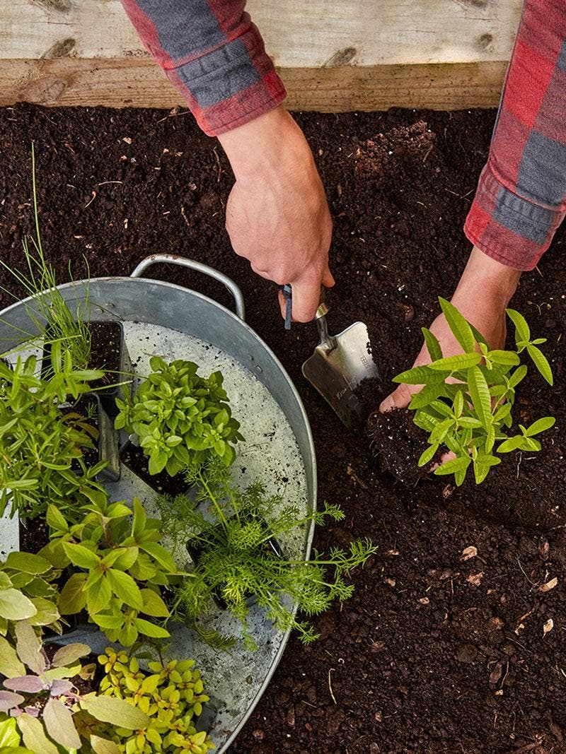A gardener planting herbs in soil.