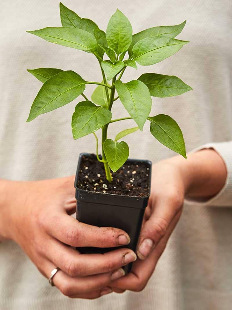 The Journey of a Burpee Plant