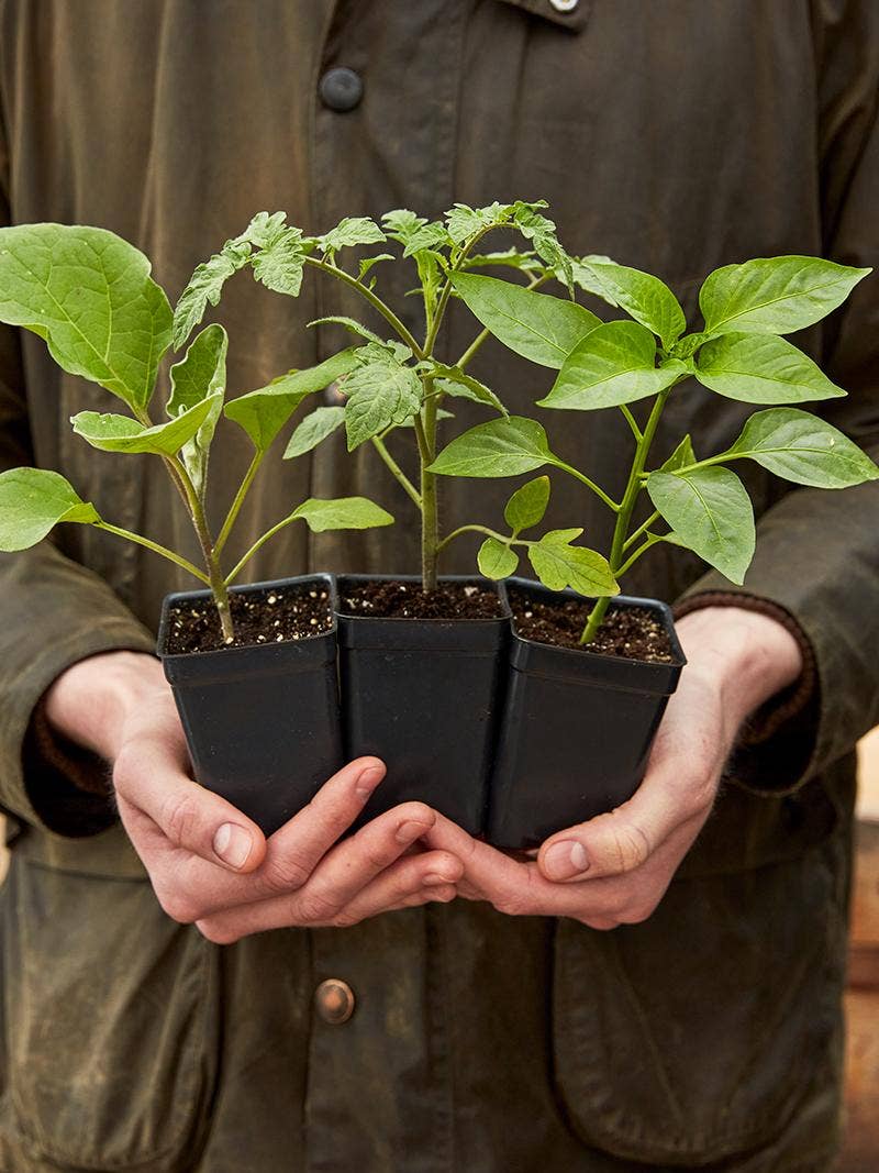 Your Garden-Ready Plants Are Here – What Next?