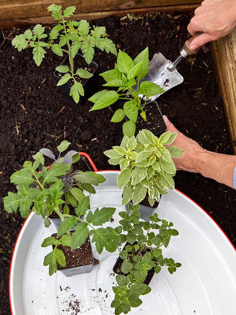 Underperforming Garden? Tips on When to Move Plants in the Garden