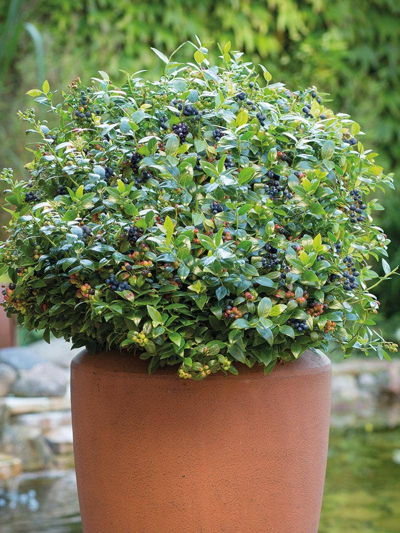 Growing Blueberries in Containers