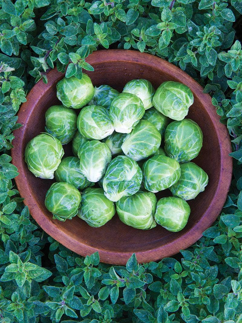 All About Brussels Sprouts