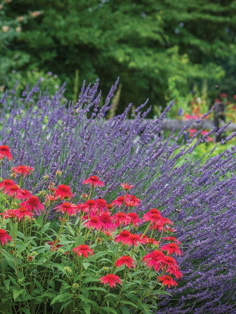 Planting Border Perennials